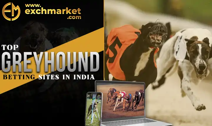 Discover The Best Greyhound Betting Sites In India | Win Big